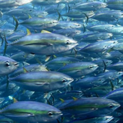sustainable-tuna-stock