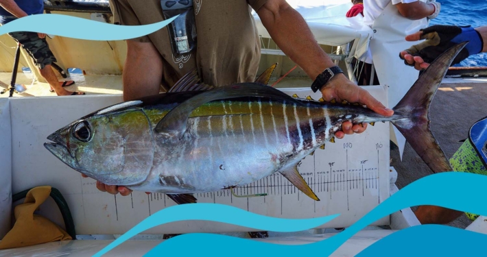 sustainable offshore fisheries