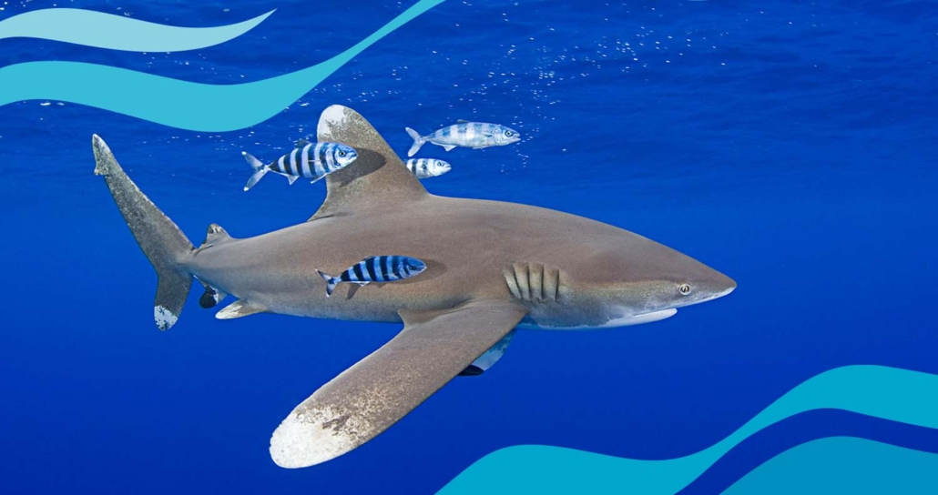 sustainable tuna fisheries