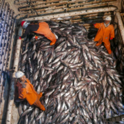 Increased support for Pacific tuna fisheries