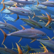 sustainable tuna management and policy