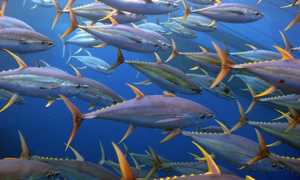 sustainable tuna management and policy