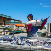Western and Central Pacific Ocean sustainable tuna