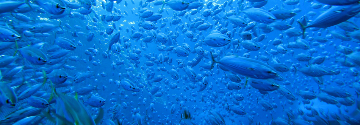 Warming Waters Threaten Tuna