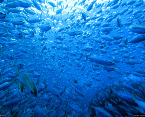 Warming Waters Threaten Tuna