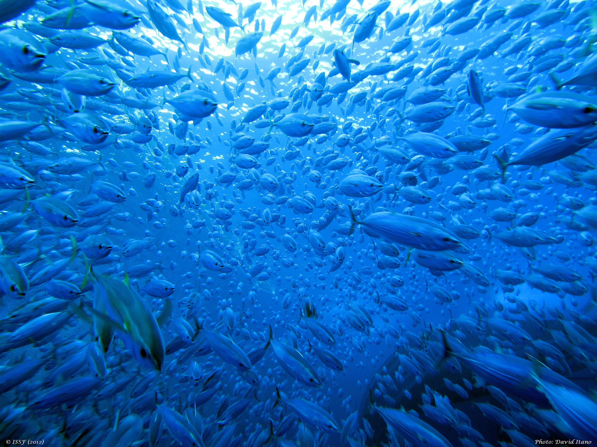 Warming Waters Threaten Tuna
