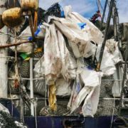 Pacific study on marine pollution