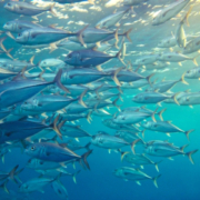sustainable tuna Pacific tuna fishery protections
