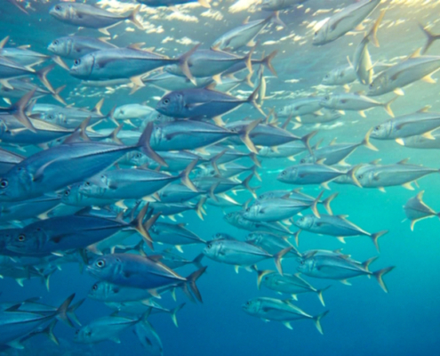 Pacific tuna fishery protections