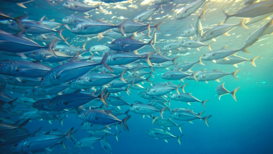 Pacific tuna fishery protections